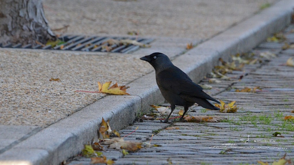 choucas des tours en ville