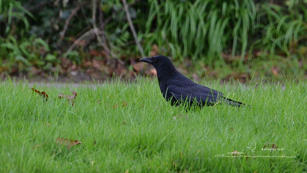 Corneille noire