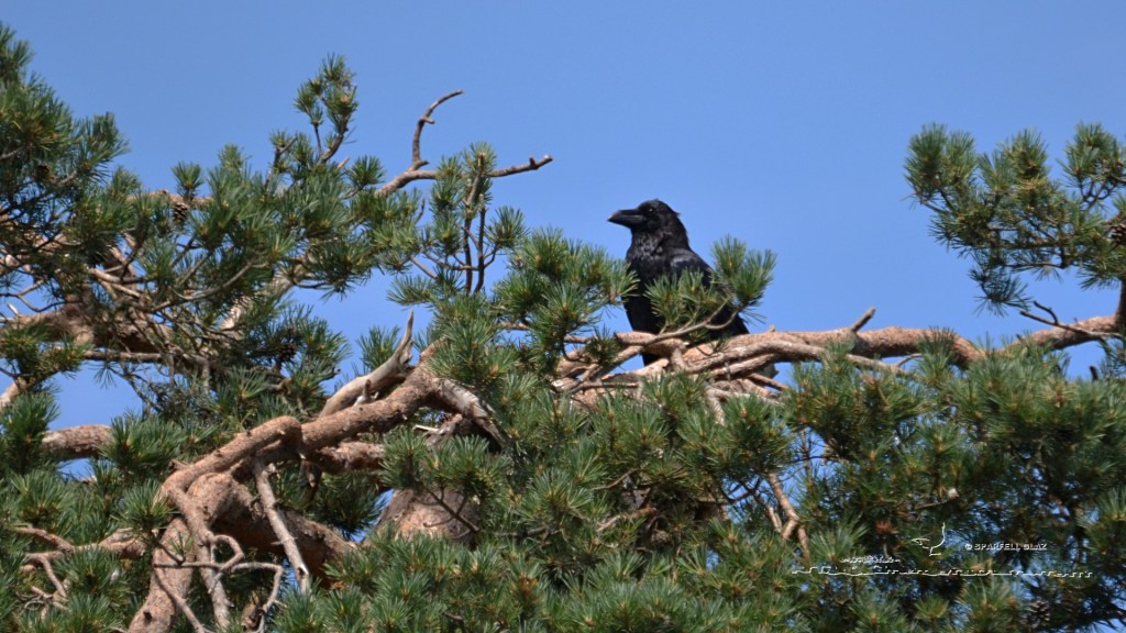 grand corbeau sur un pin