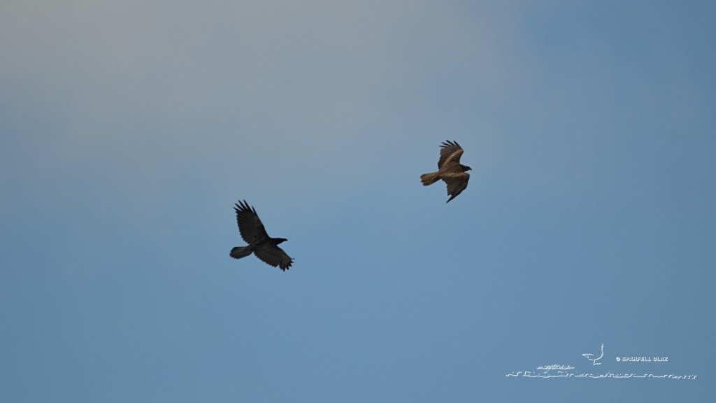grand corbeau houspillant un milan noir
