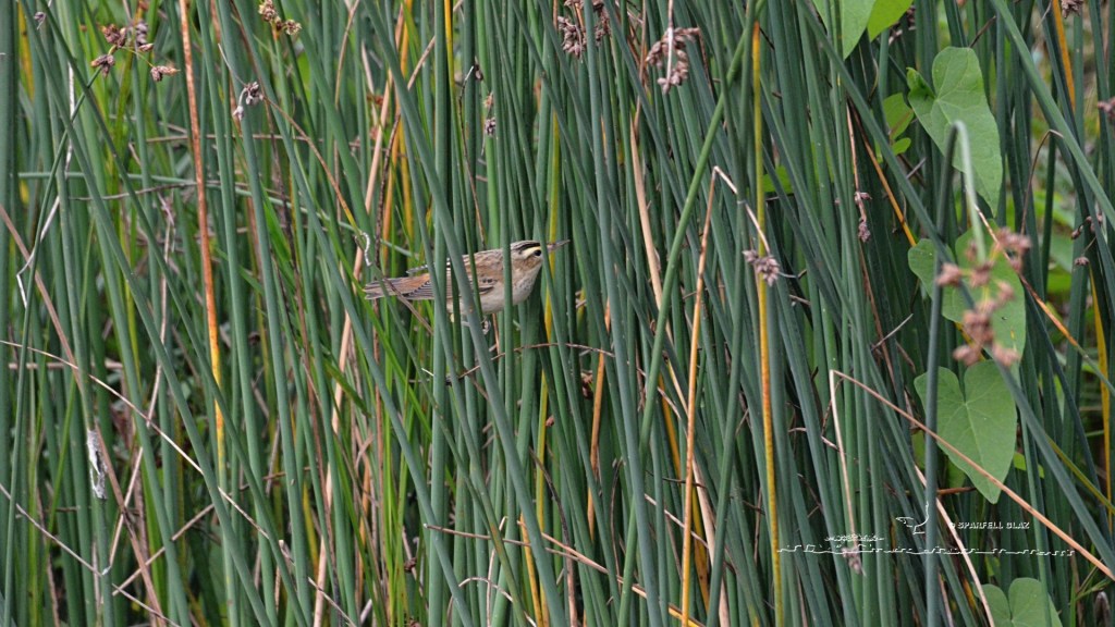 phragmite des joncs 