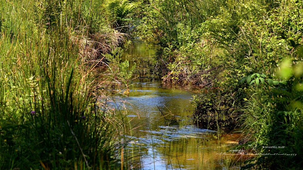 ruisseau dans un marais
