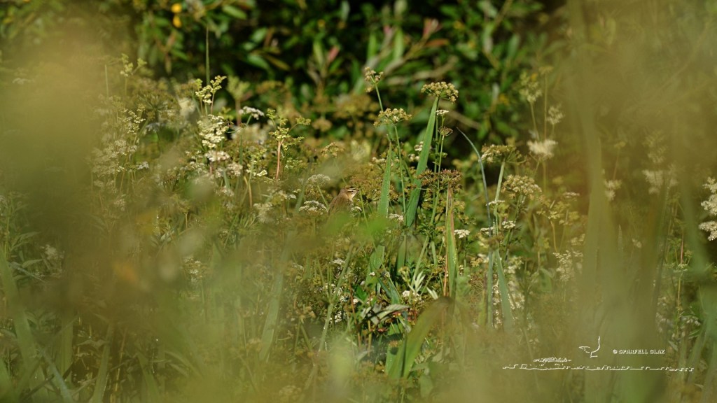 phragmite des joncs dans sa jungle