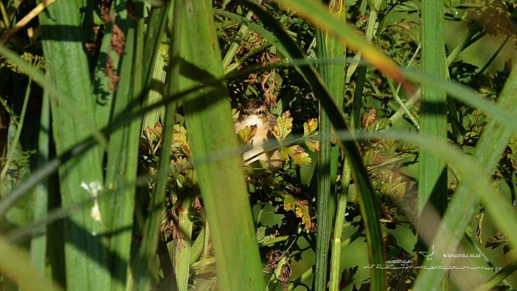 jeune phragmite des joncs