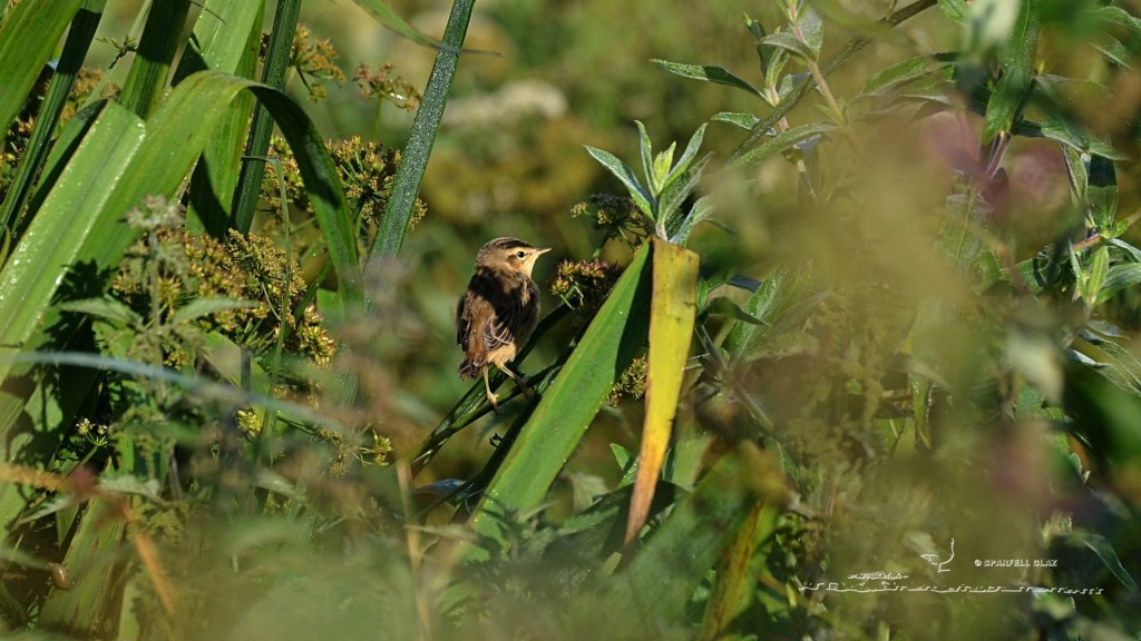 jeune phragmite des joncs