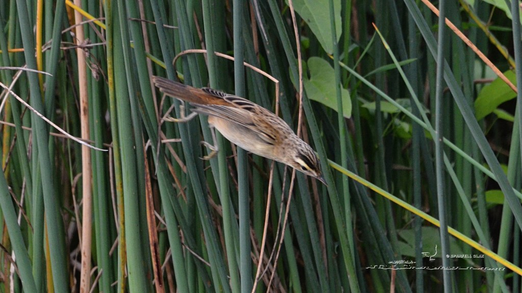le phragmite des joncs saute aussi