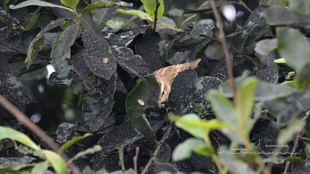 phragmite des joncs