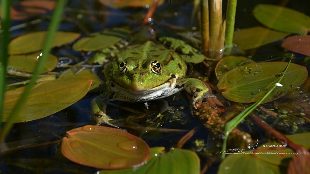 grenouille verte