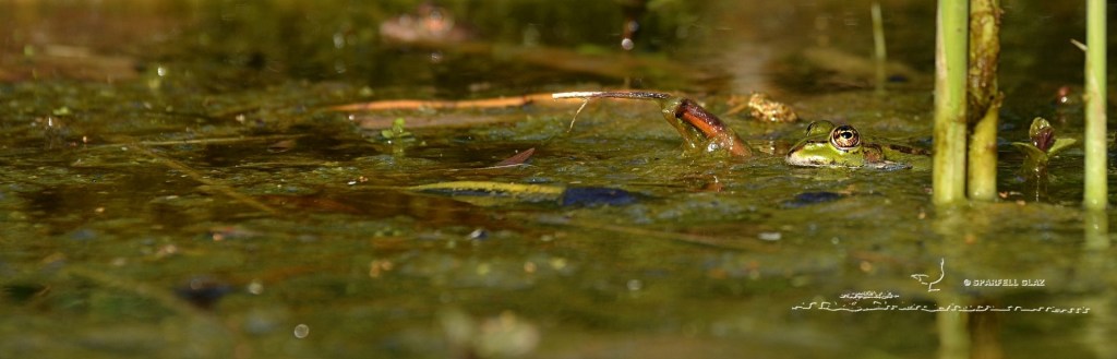 grenouille verte à l'affût