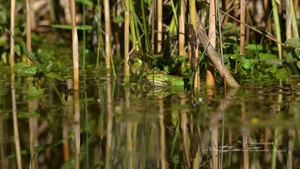 grenouille verte aux yeux bien jaunes