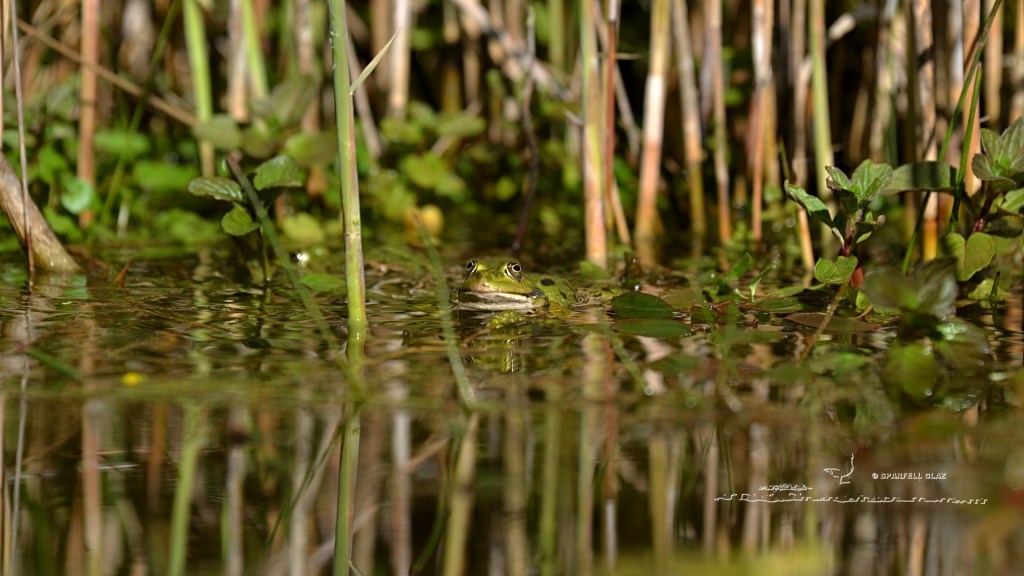 grenouille verte