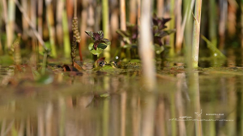 grenouille verte
