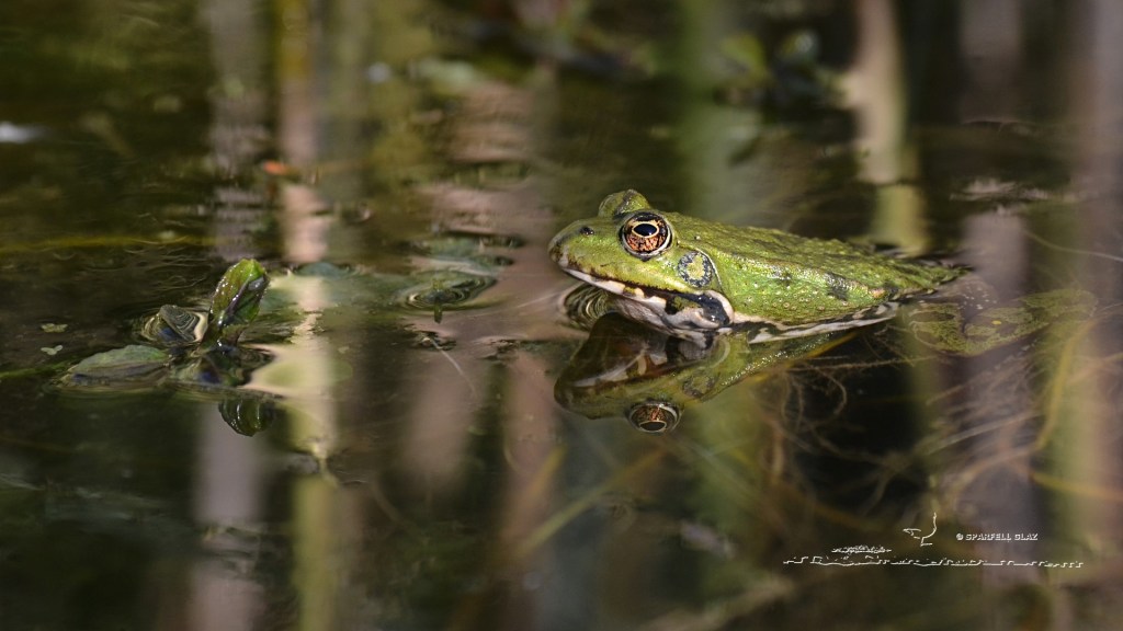 grenouille verte