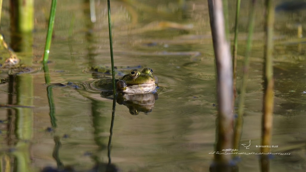 grenouille verte chante dans l'eau