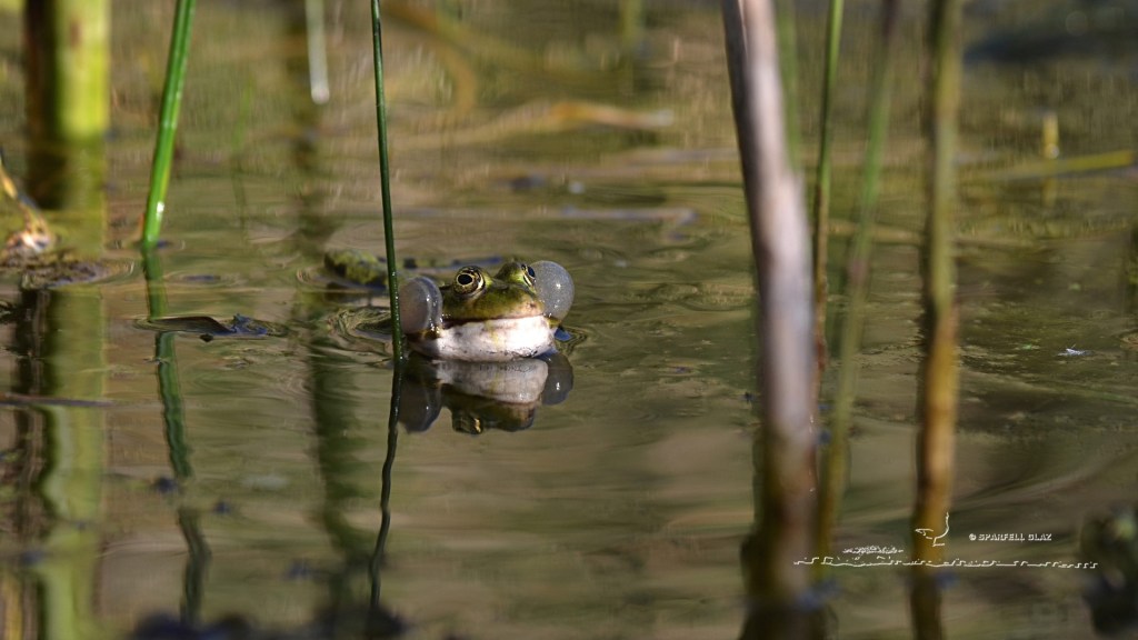 grenouille verte gonflant ses sacs vocaux