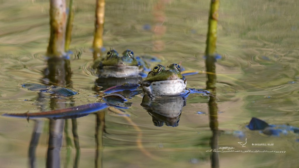 deux mâles de grenouilles vertes en période de reproduction