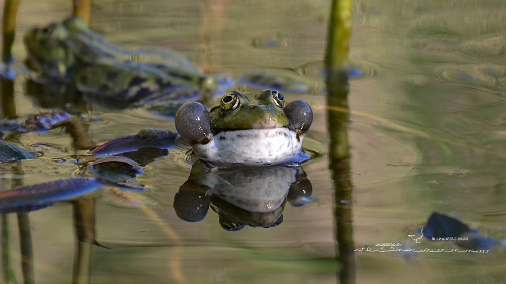 grenouille rieuse. Sacs vocaux noirâtres