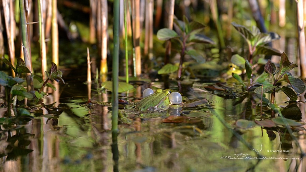 sacs vocaux blancs de la grenouille de Lessona