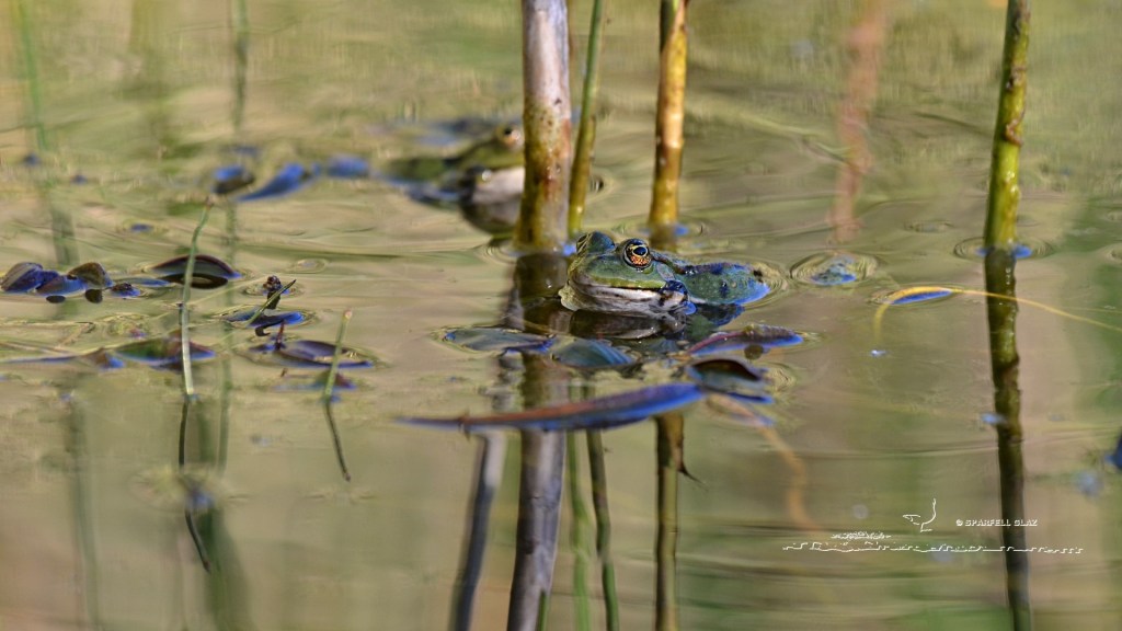 grenouille verte