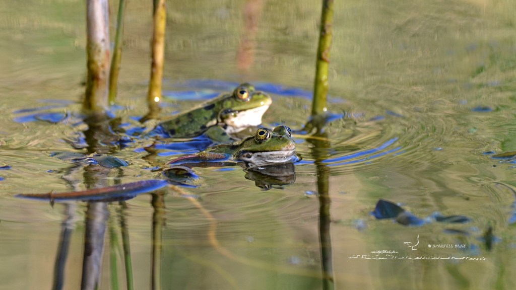 combat de mâles de grenouille verte