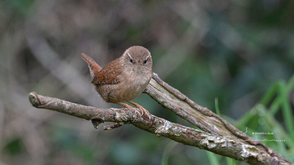 troglodyte mignon