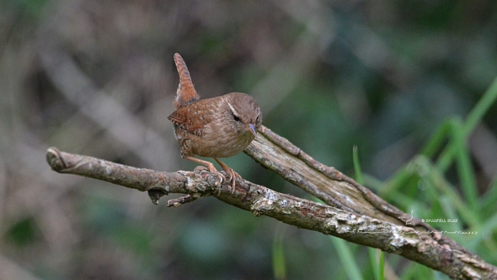 troglodyte mignon