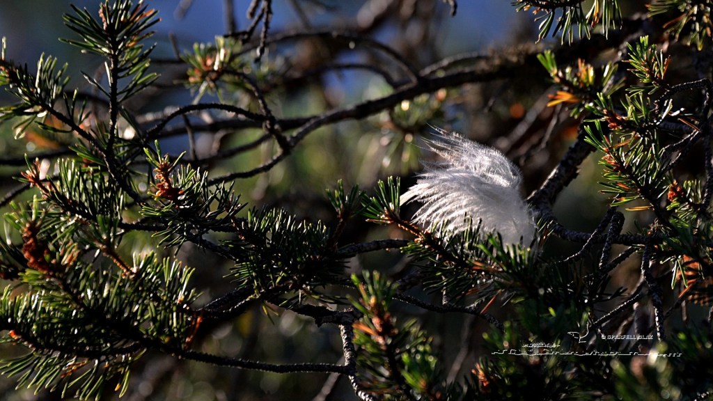 plume de vautour dans un pin