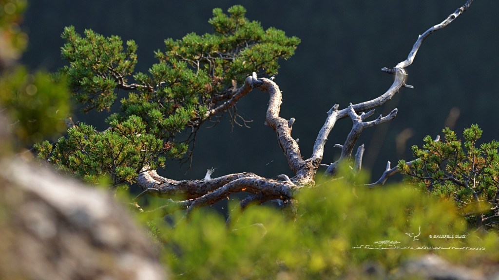 arbre accroché à la falaise