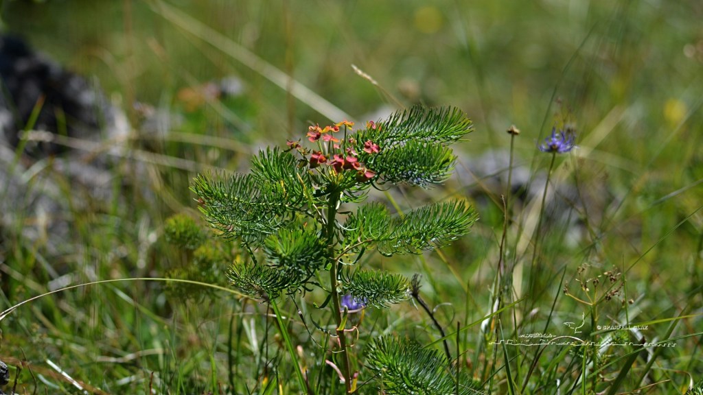 euphorbe sur le Causse méjean