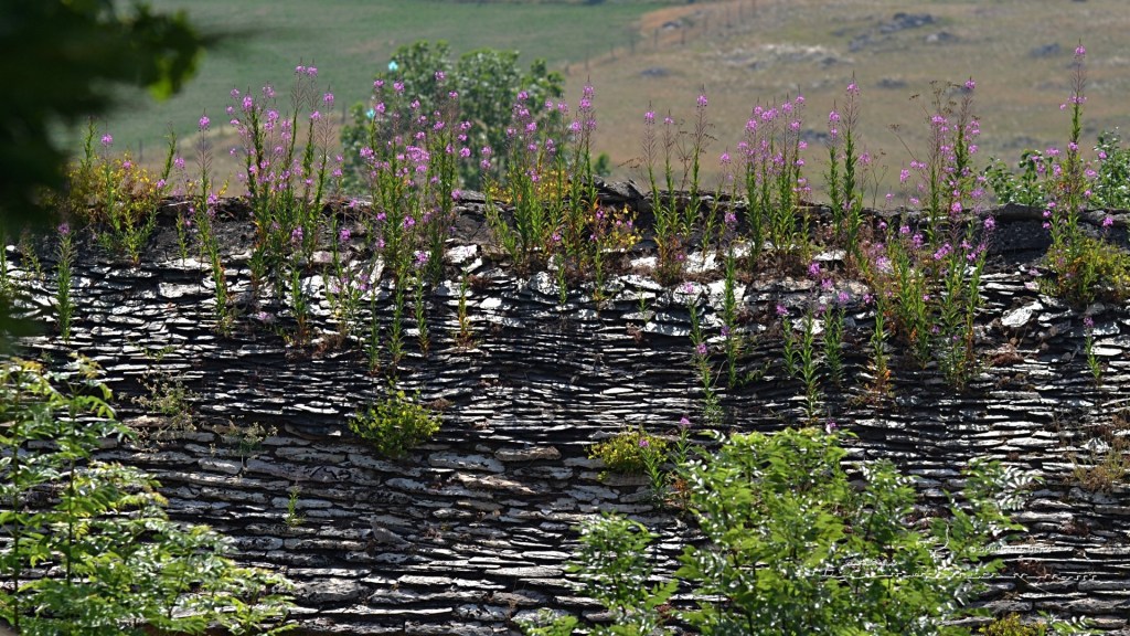 toit en lauzes fleuri d'épilobes sur le Causse méjean