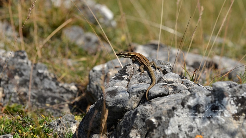 lézard des murailles sur son caillou. Causses