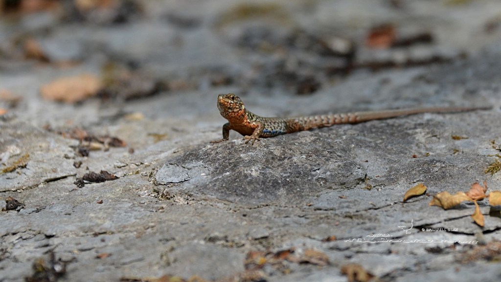 lézard des murailles mâle