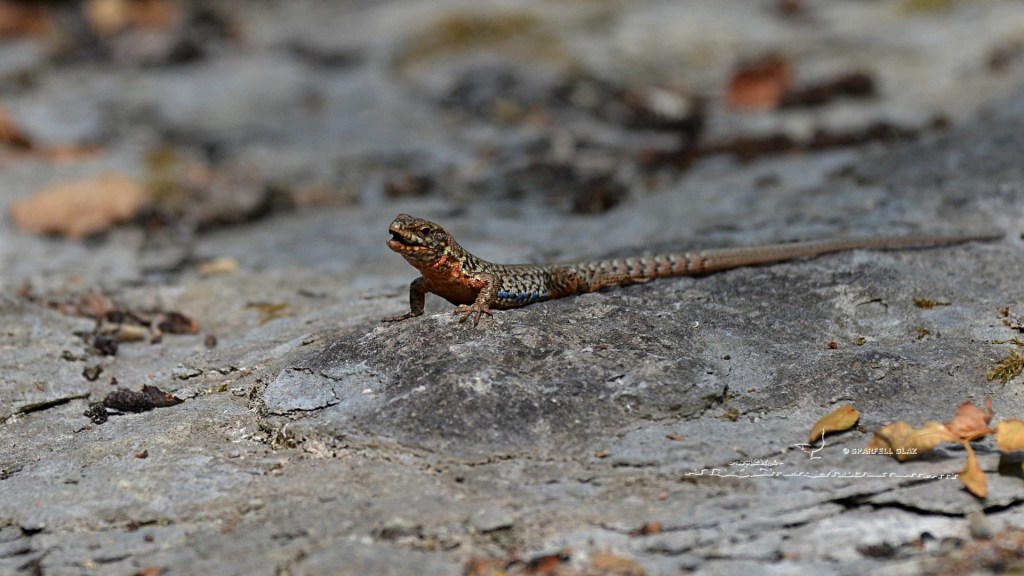 lézard des murailles mâle