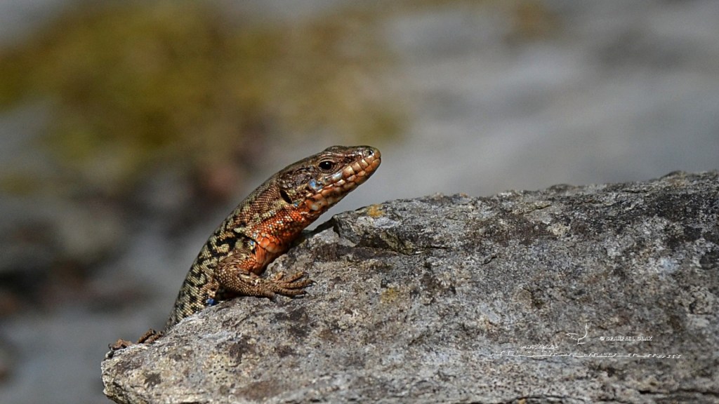 tête de lézard des murailles mâle
