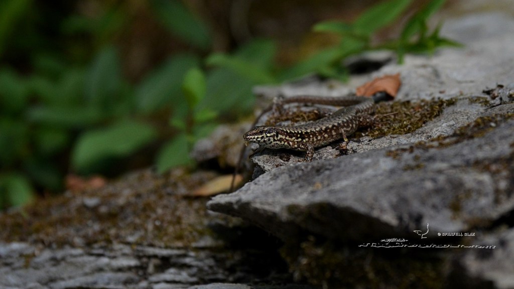 possible lézard catalan