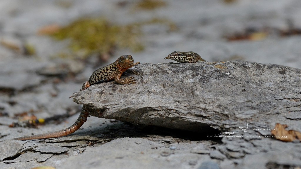 lézard des murailles et possible lézard catalan