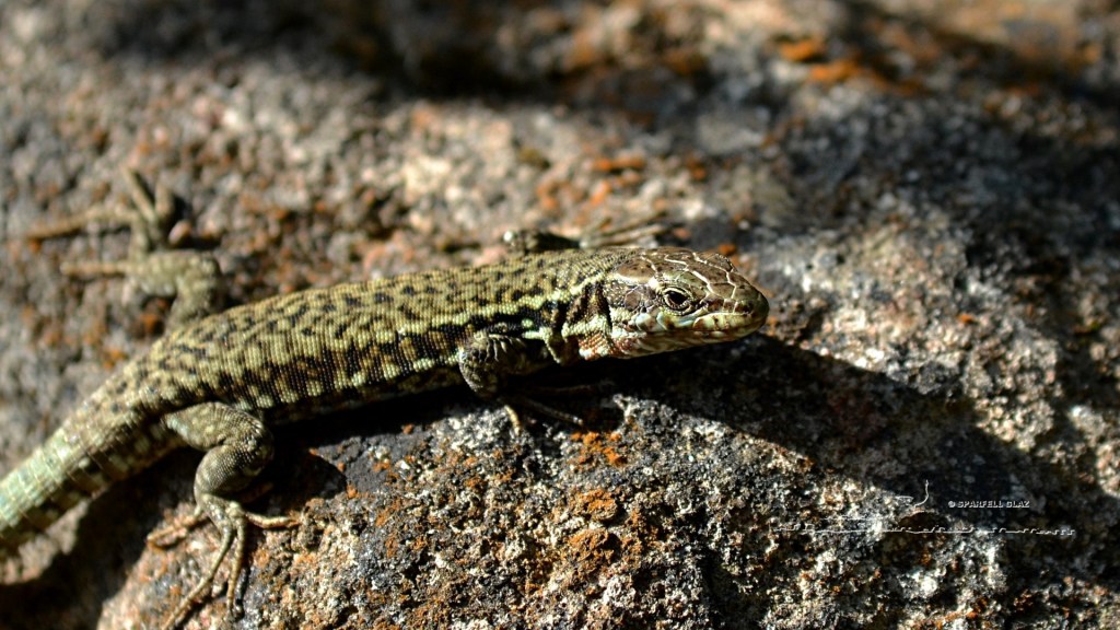 lézard des murailles mâle. Causse