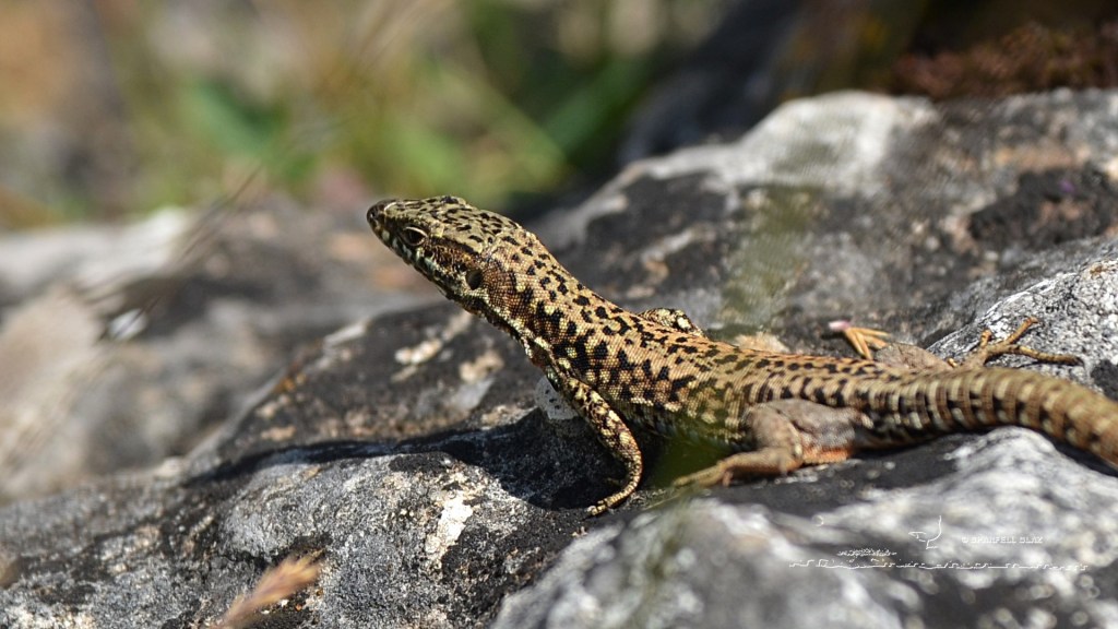 lézard des murailles mâle. Causse