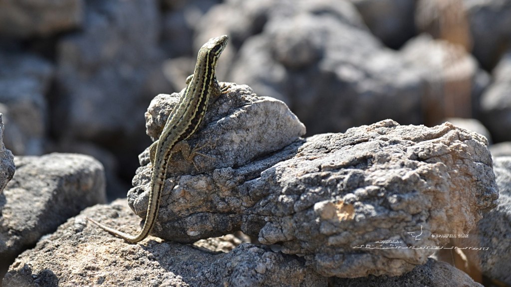 lézard des murailles femelle. Causse