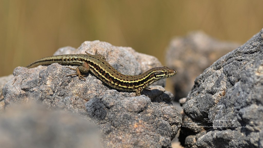 lézard des murailles femelle. Causse. La queue a repoussé.