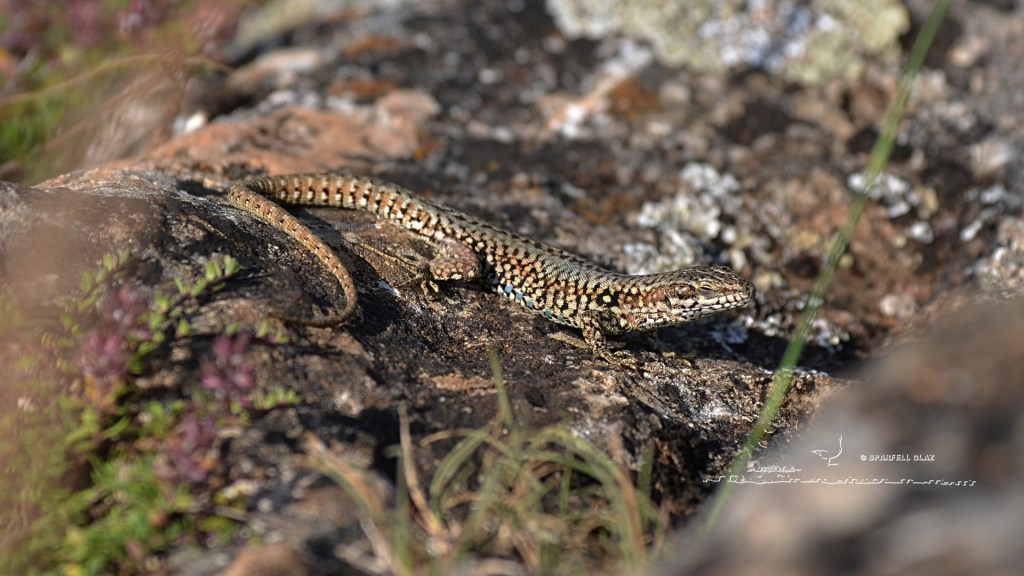 lézard des murailles mâle qui dort au soleil