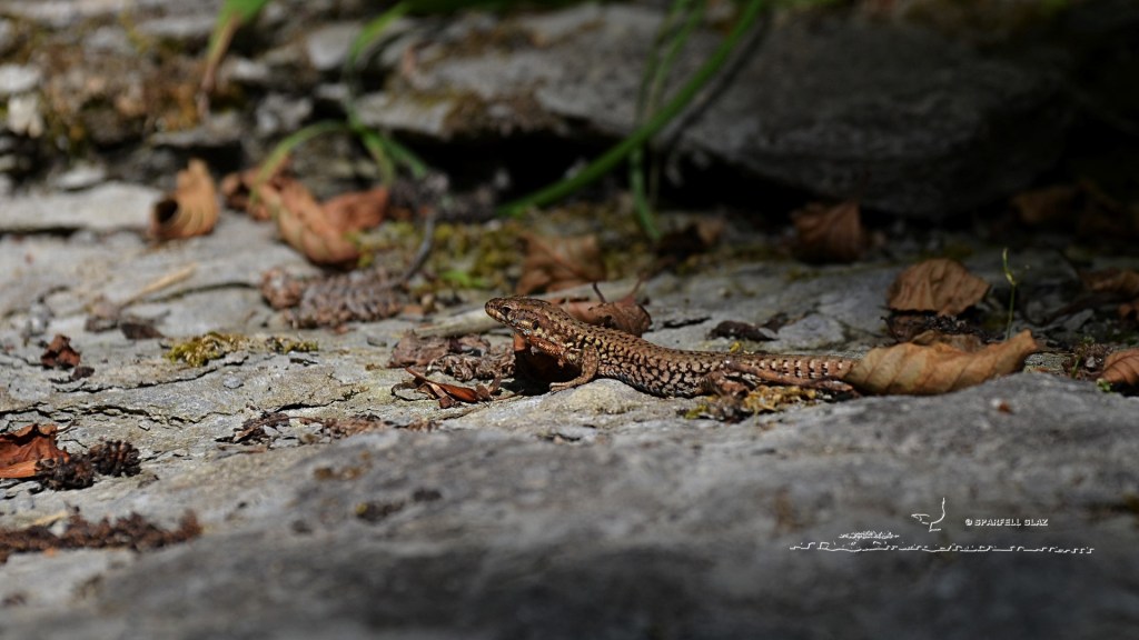 homochromie d'un mâle de lézard des murailles. Causse