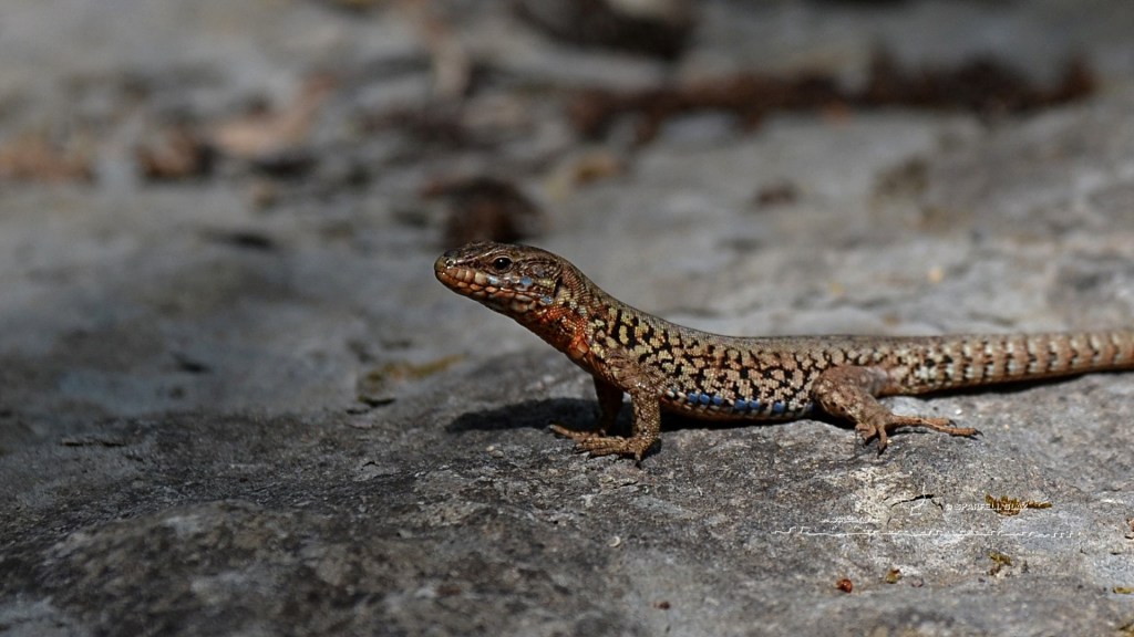 lézard des murailles mâle. Ocelles bleus