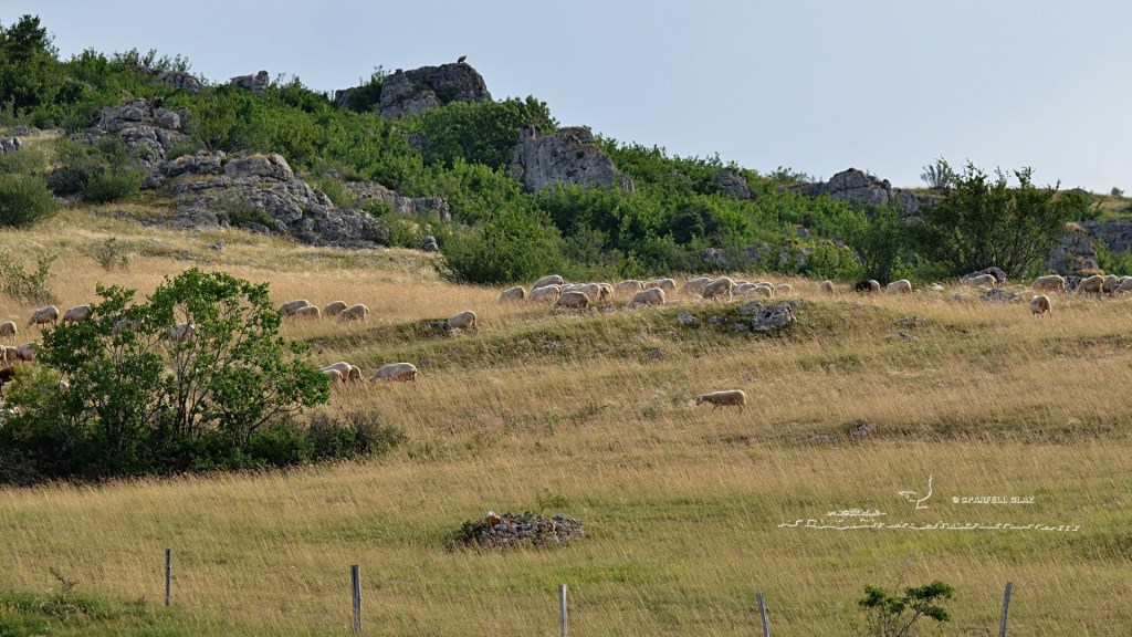 troupeau de moutons sur le causse Méjean. Vautour fauve à l'horizon