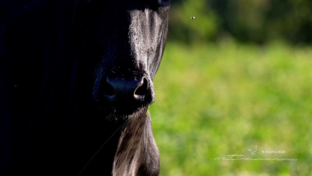 vache