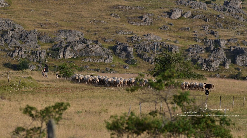 berger et chiens de troupeau mènent les moutons sur le causse