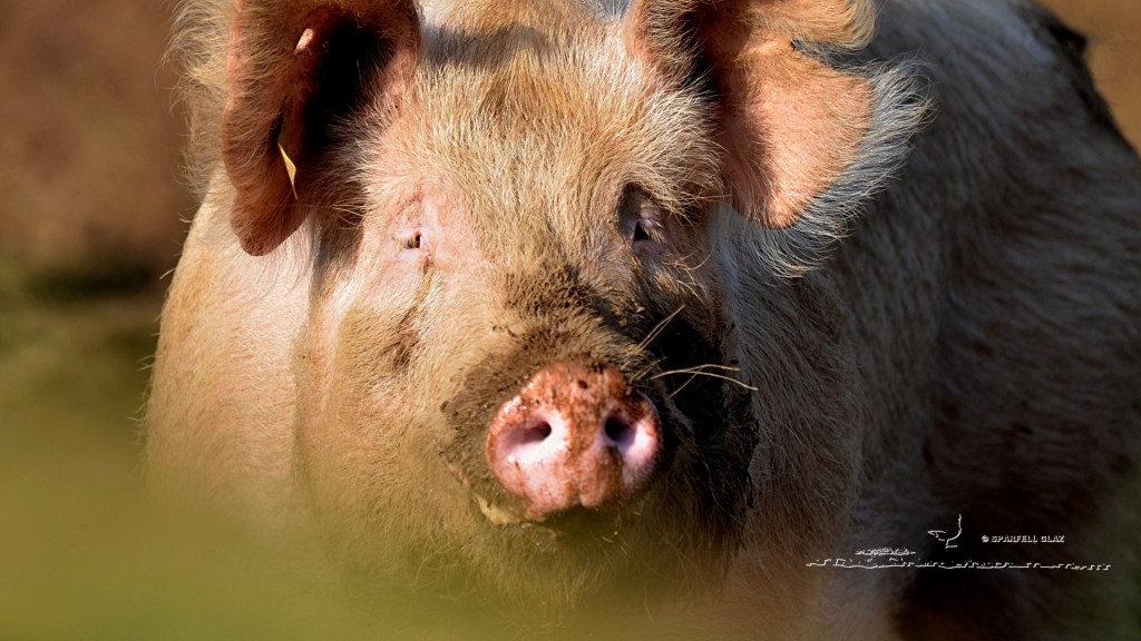 porc élevé en plein air