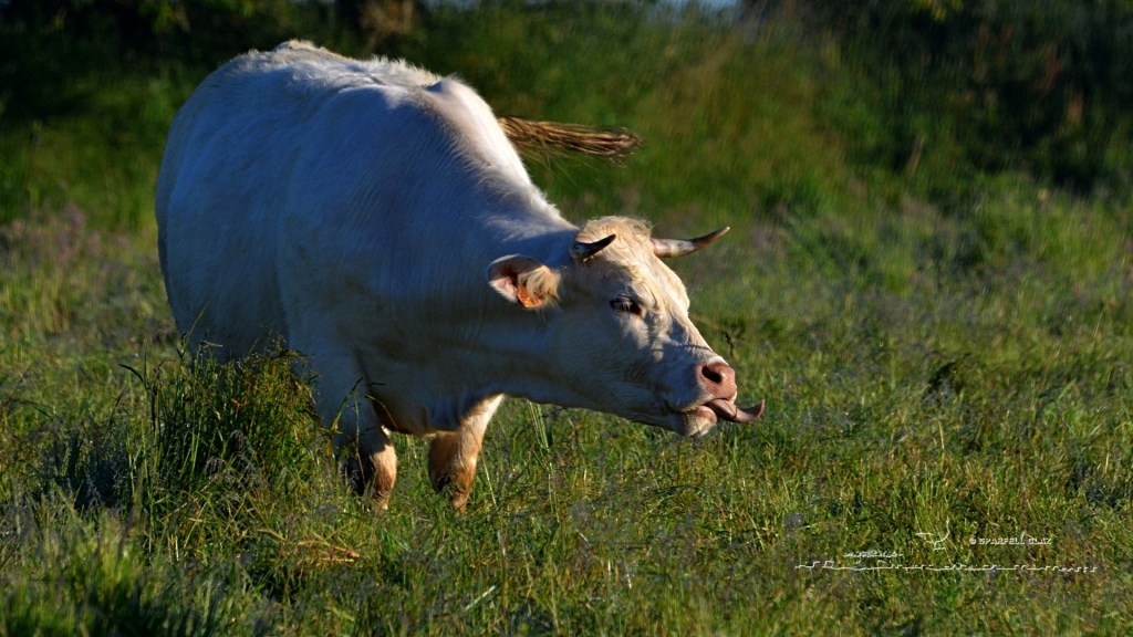 vache charolaise au pré