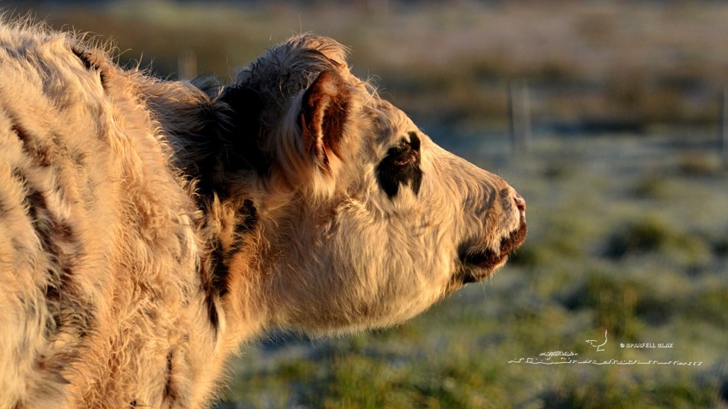 vache normande