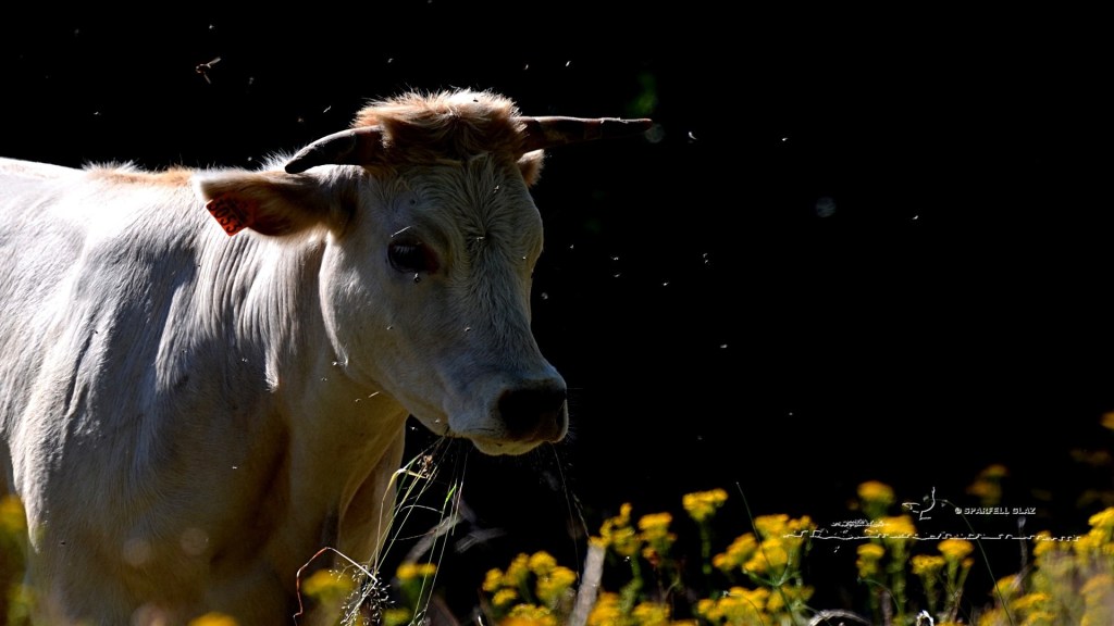 vache charolaise dans les fleurs